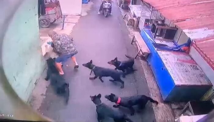 Anjing