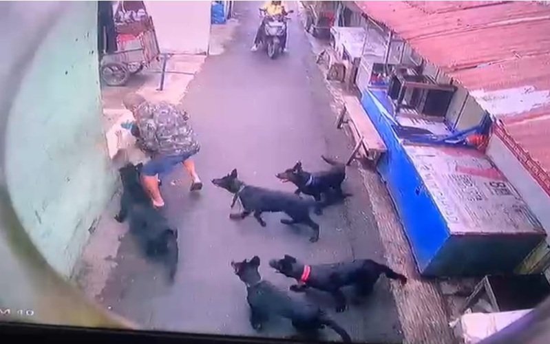 Anjing