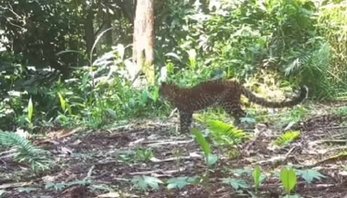 Macan tutul Jawa