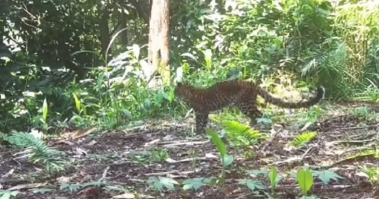 Macan tutul Jawa