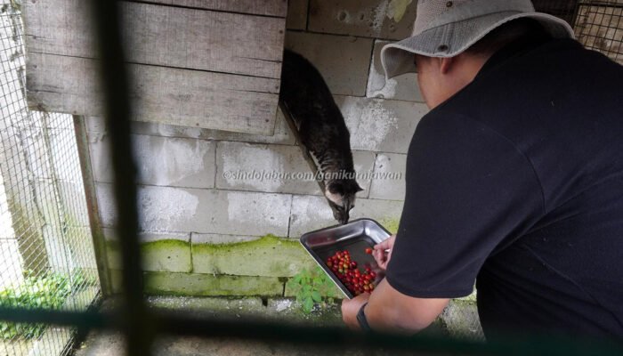 Jamkrindo dukung Bareto Coffee di Pangalengan, Kabupaten Bandung, Jawa Barat, Sabtu (7/2/2026).