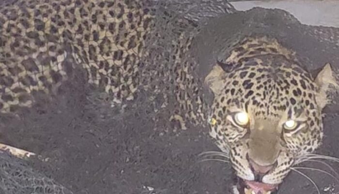 Macan Tutul