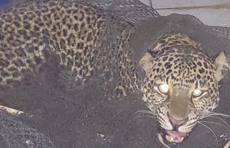 Macan Tutul