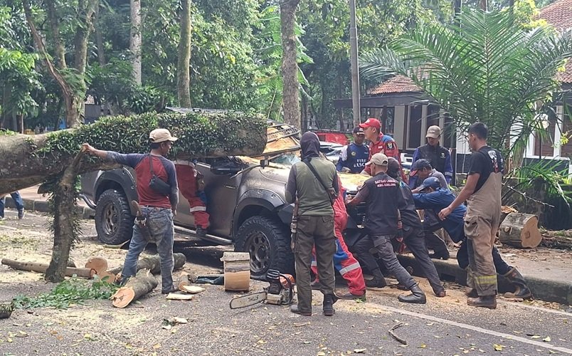 Evakuasi Pohon Tumbang