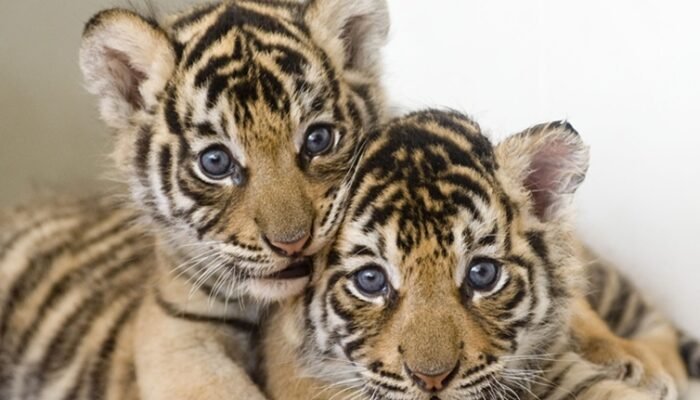 Bayi Harimau Benggala