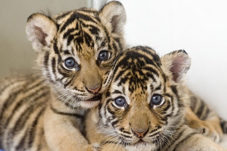 Bayi Harimau Benggala