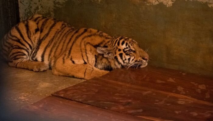 Dua Bayi Harimau Mati, Pemkot Evaluasi Tata Kelola Kebun Binatang Bandung