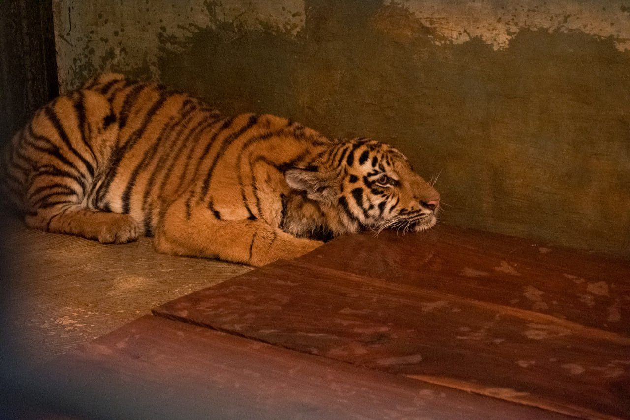 Dua Bayi Harimau Mati, Pemkot Evaluasi Tata Kelola Kebun Binatang Bandung