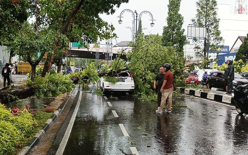 pohon timpa mobil