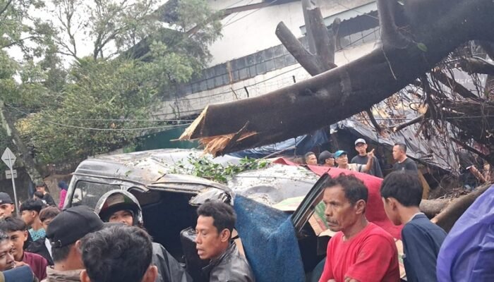 Pohon besar CARINGIN