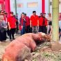 SAPI KURBAN
