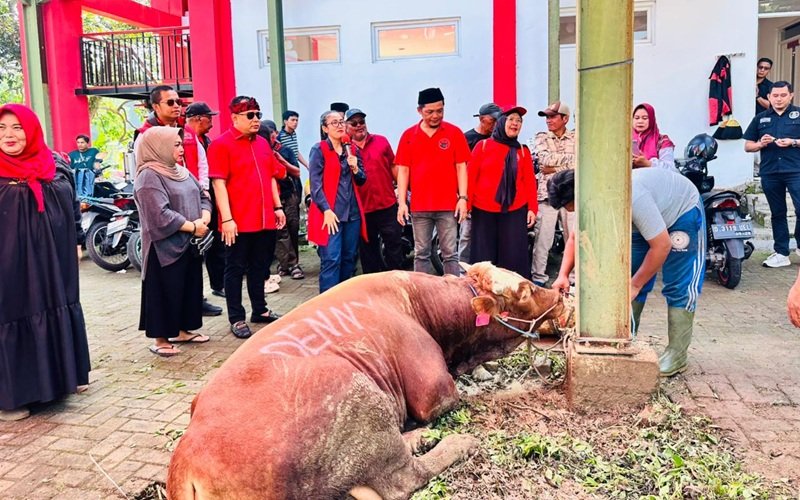 SAPI KURBAN