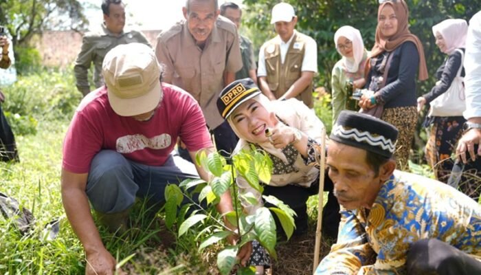 PANEN RAYA KOPI CIANJUR