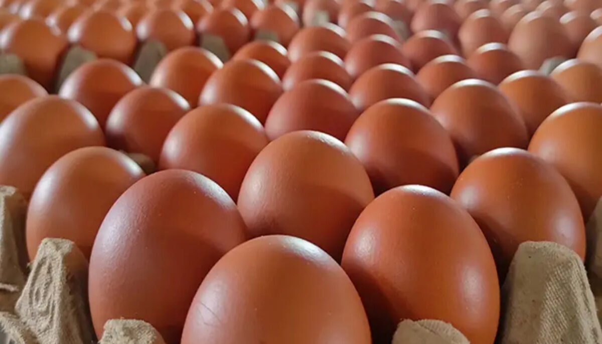 Telur menjadi salah satu bahan pangan yang begitu dekat dengan kehidupan masyarakat Indonesia. Harganya relatif terjangkau. Telur menjadi salah satu bahan pangan yang begitu dekat dengan kehidupan masyarakat Indonesia. Harganya relatif terjangkau.