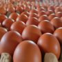 Telur menjadi salah satu bahan pangan yang begitu dekat dengan kehidupan masyarakat Indonesia. Harganya relatif terjangkau.