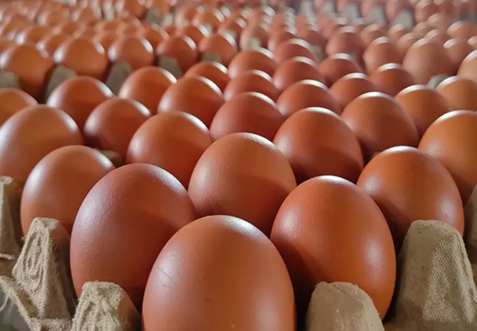 Telur menjadi salah satu bahan pangan yang begitu dekat dengan kehidupan masyarakat Indonesia. Harganya relatif terjangkau.
