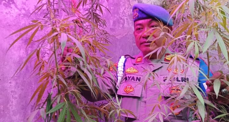 GANJA