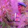 GANJA