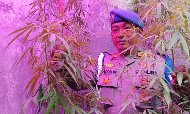 GANJA